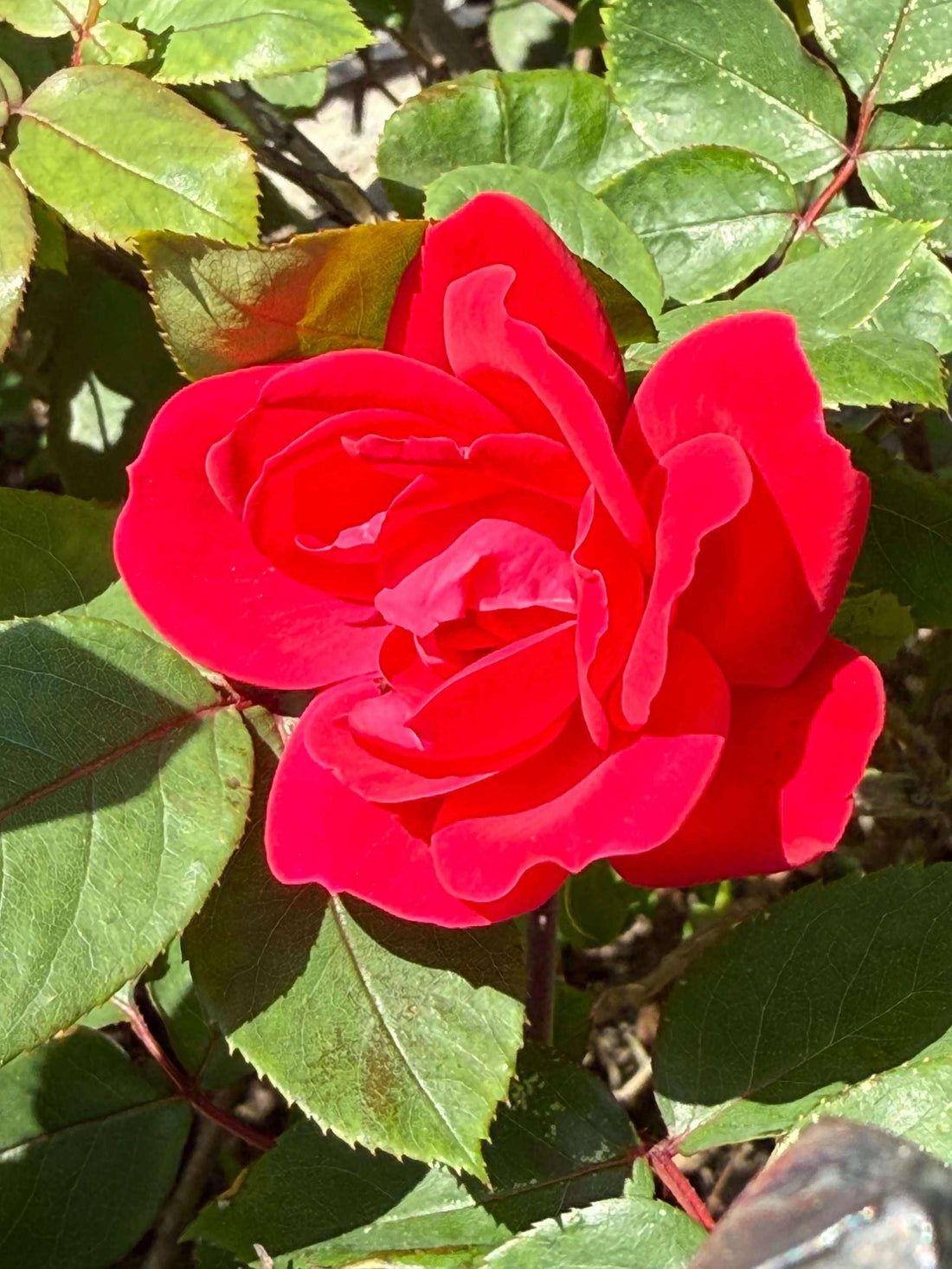 vibrant red rose blooming among green leaves symbolizing quiet work begins