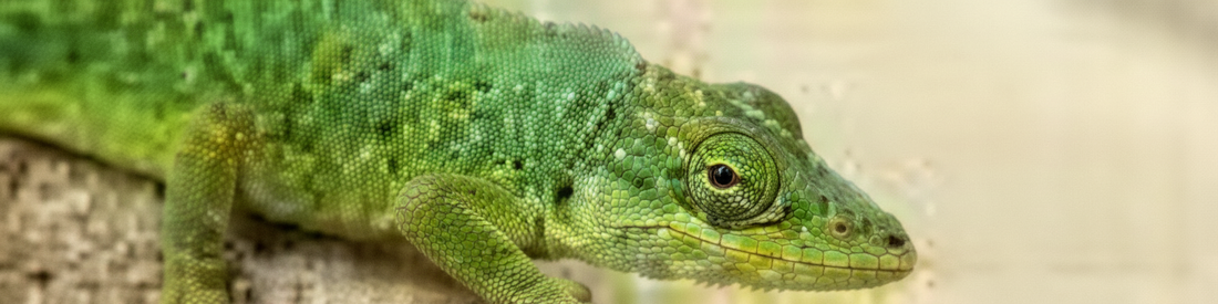 Coral Spa Secrets logo - premium fragrance and body care brand established for timeless luxury